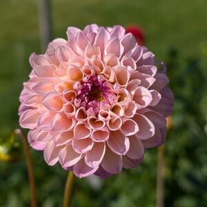 Wine Eyed Jill Dahlia - Decorative Dahlia Single Tuber